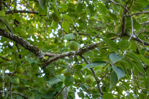 Persimmon fruit tree with green fruits and spreading branches.