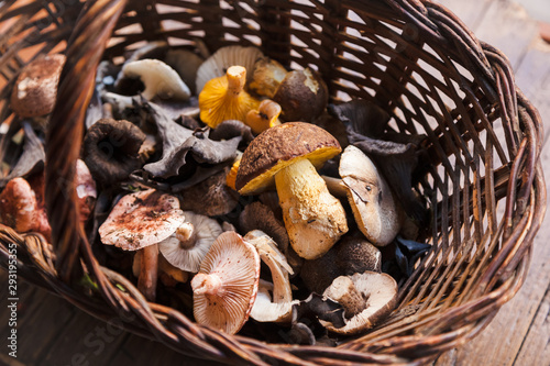 Mix of fresh picked mushrooms in a basket on a wooden table