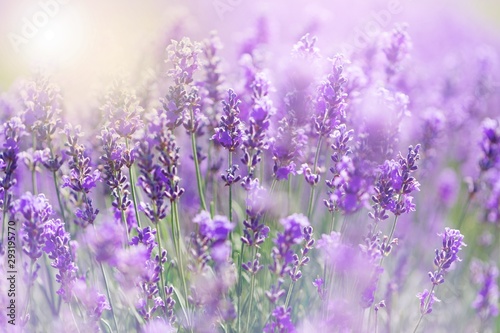 Beautiful violet lavender field with sun light