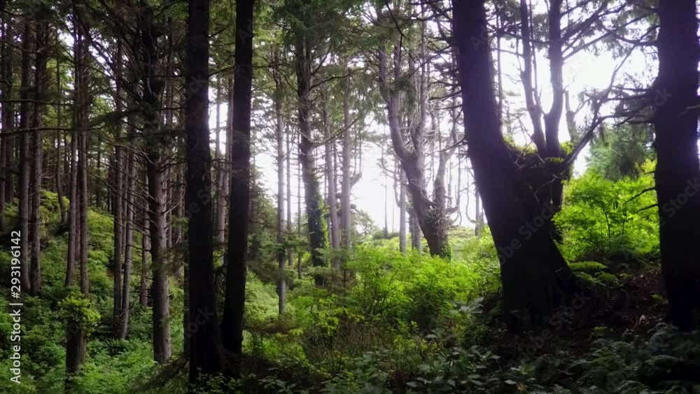 Steady wide shot moving forward through a hilly, coastal forest passing by the tree trunks and branches with lots of green plants around. Steady wide shot moving forward through a hilly, coastal forest passing by the tree trunks and branches with lots of green plants around.