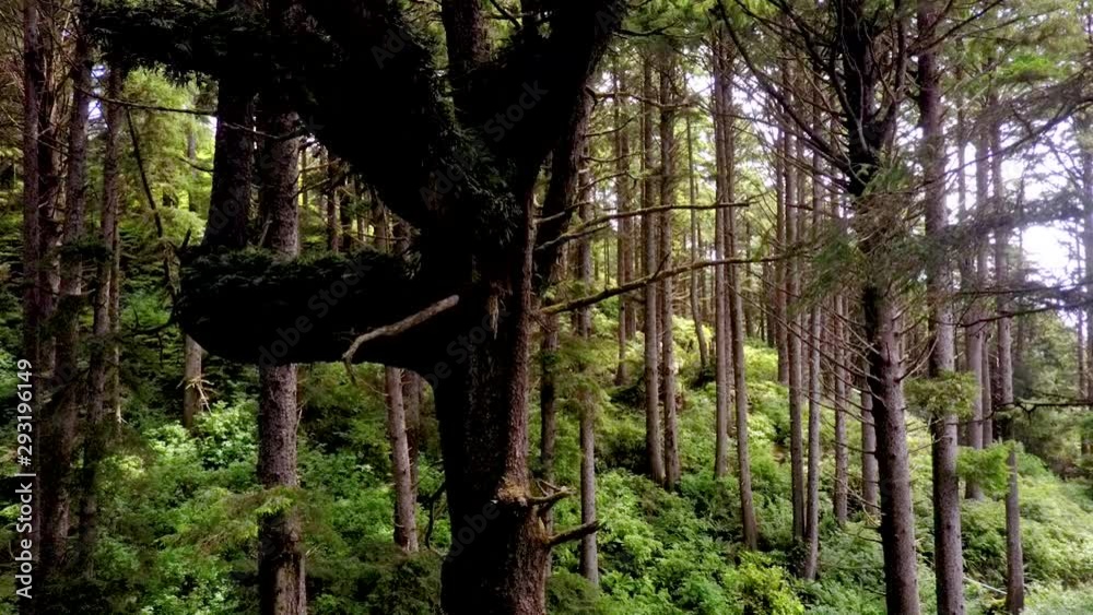 Steady wide shot moving upwards showing a tree trunk with branches and moss in a hilly, coastal forest with lots of trees and plants around. Steady wide shot moving upwards showing a tree trunk with branches and moss in a hilly, coastal forest with lots of trees and plants around.