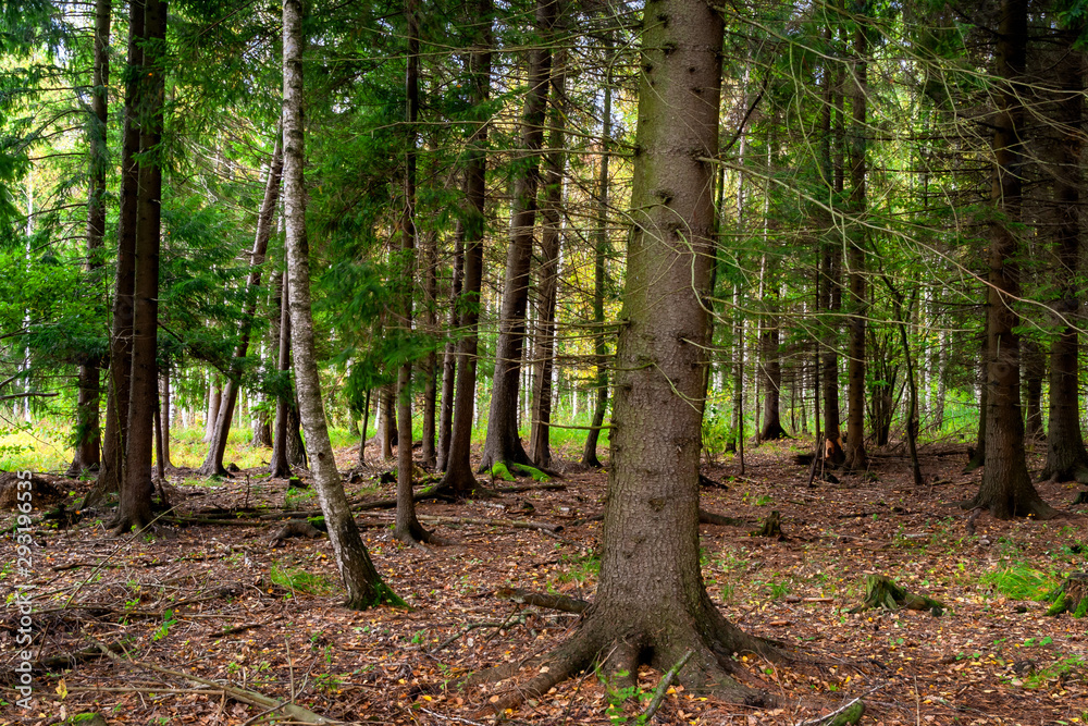 Jesień w Puszczy Knyszyńskiej, Podlasie, Polska Jesień w Puszczy Knyszyńskiej, Podlasie, Polska