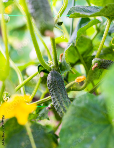 Green cucumber on the cucumber vine