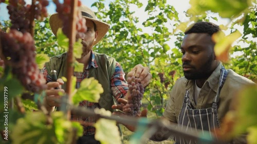 Multi-ethnic young men collecting ripe red grapes cutting with sciccors working at vineyard field together. Grape harvest. photo