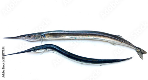 Fresh raw needlefish against white background. Needlefish or long toms are piscivorous fishes primarily associated with very shallow marine habitats or the surface of the open sea. photo