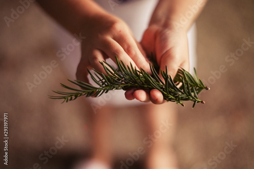 Fresh branch of spruce in the hands of a child. Defocus in the frame and natural background. Photo on the nature.