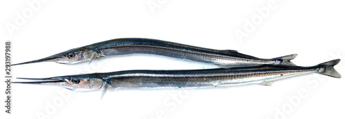 Fresh raw needlefish against white background. Needlefish or long toms are piscivorous fishes primarily associated with very shallow marine habitats or the surface of the open sea. photo