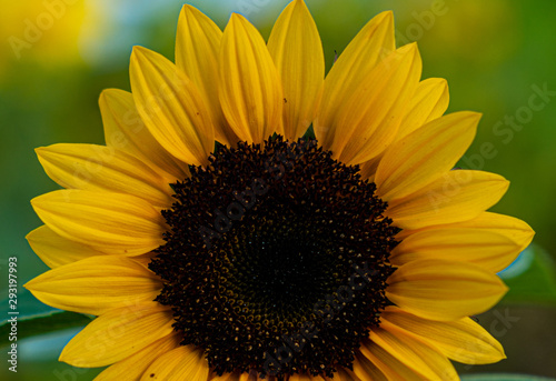 sunflower on black background of blue sky