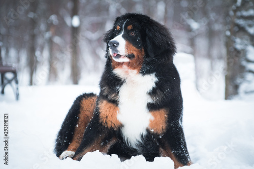 Bernese Mountain Dog breed dog sitting in the snow © katamount