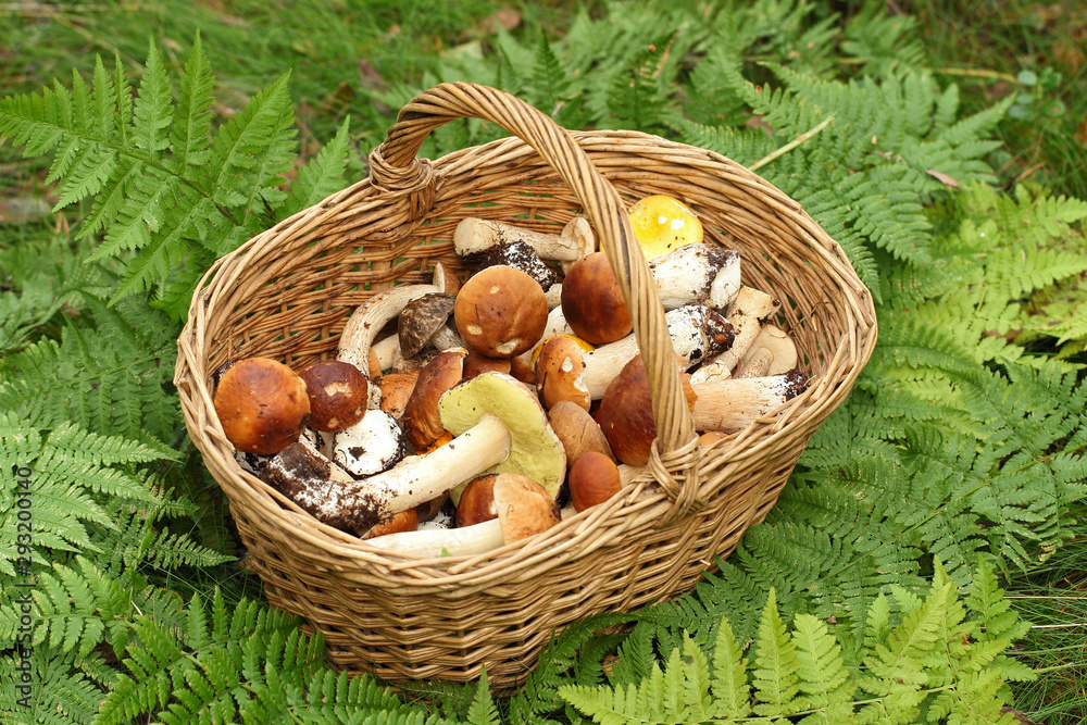 Basket with mushrooms.