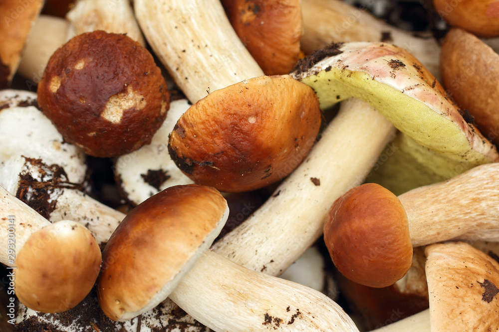 Basket with mushrooms. Basket with mushrooms.