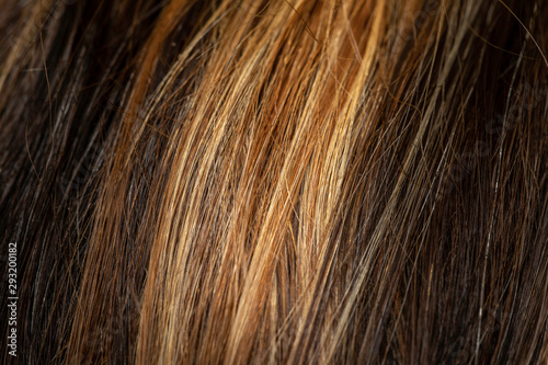 A close up view on the long and straight brunette hair with blonde highlights of a beautiful young lady. Straightened hairstyle seen from behind and up close fills the frame.