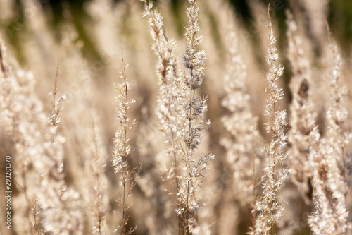 Background image of dry, Golden grass in the sunset light of sunlight.