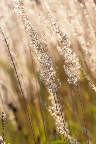 Background image of dry, Golden grass in the sunset light of sunlight.