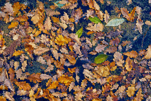 Autumn foliage on the surface of water for abstract natural background or for wallpaper photo