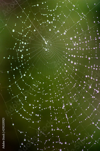 Raindrop Pattern on a Spider's Web 