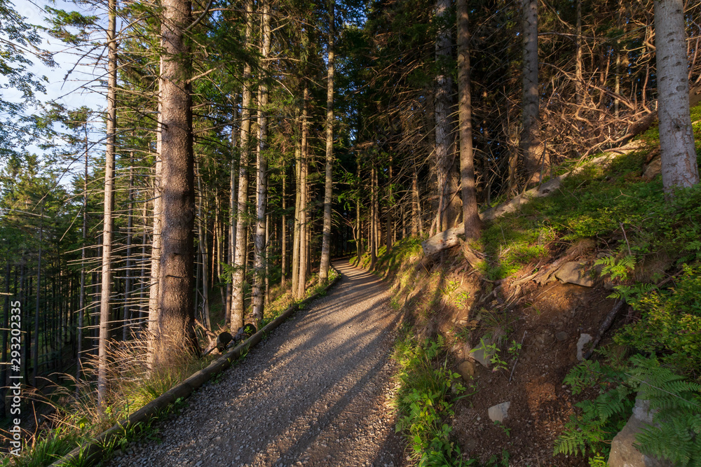 Obraz premium forest trail in the evening, in Europe