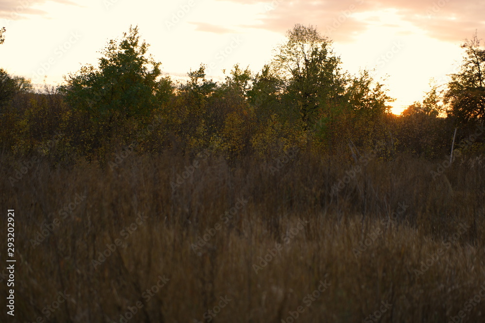 Obraz premium sunset in forest