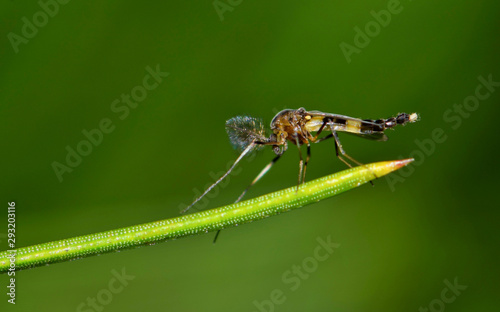 Midge fly insect (Chironomidae) resting on a pine needle against a soft green background. photo