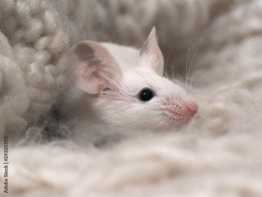 White cute rat hiding in a warm scarf White cute rat hiding in a warm scarf