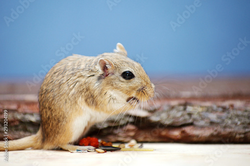 Mongolian gerbil on a wooden board on a blue background photo