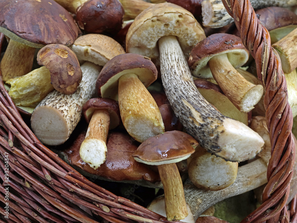 close up of fresh wild mushrooms in basket isolated on white background close up of fresh wild mushrooms in basket isolated on white background