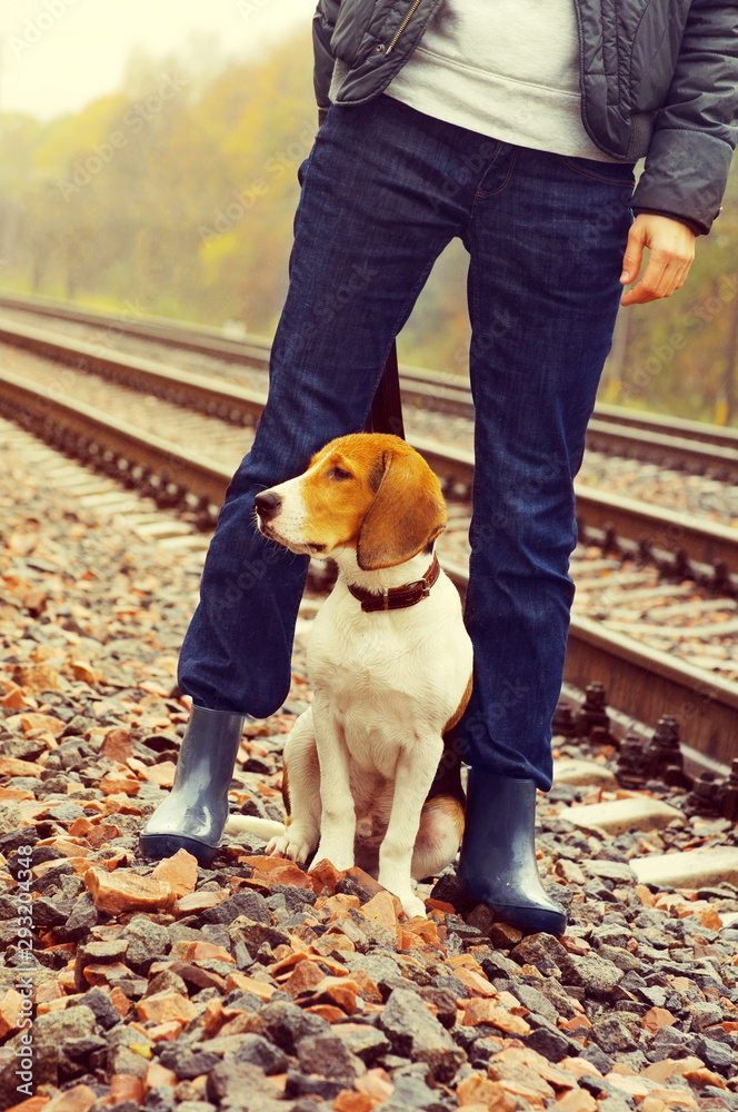  Dog Estonian hound at the girl's legs on the railroad in autumn rainy day. 
