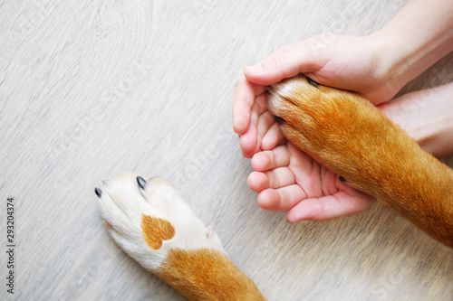 Dog paws with a spot in the...