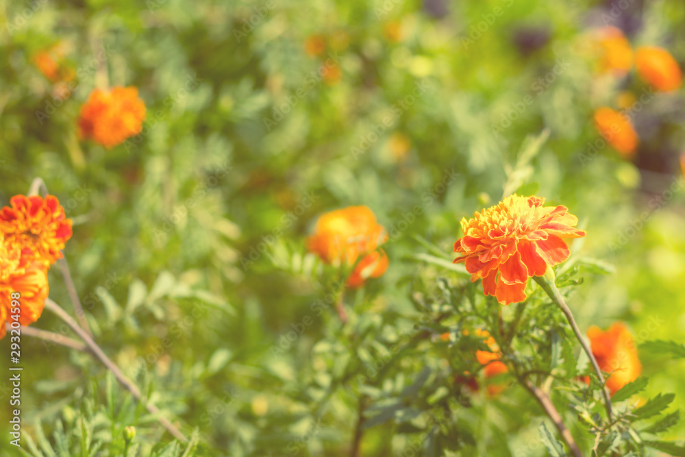 Marigolds (Tagetes erecta, Mexican marigold, Aztec marigold, African marigold) in the garden