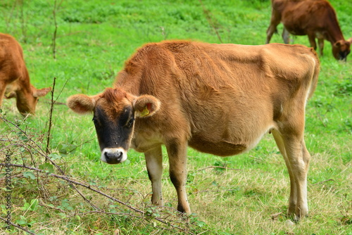 Jersey Cow, U.K. Farming cattle.