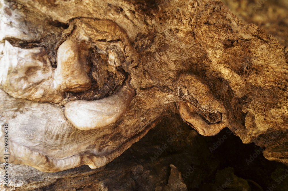 Obraz premium Uneven surface of old wood with dark cracks patterns 