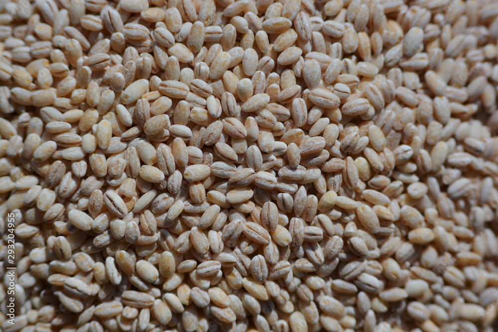 Barley grains close-up shooting Barley grains close-up shooting