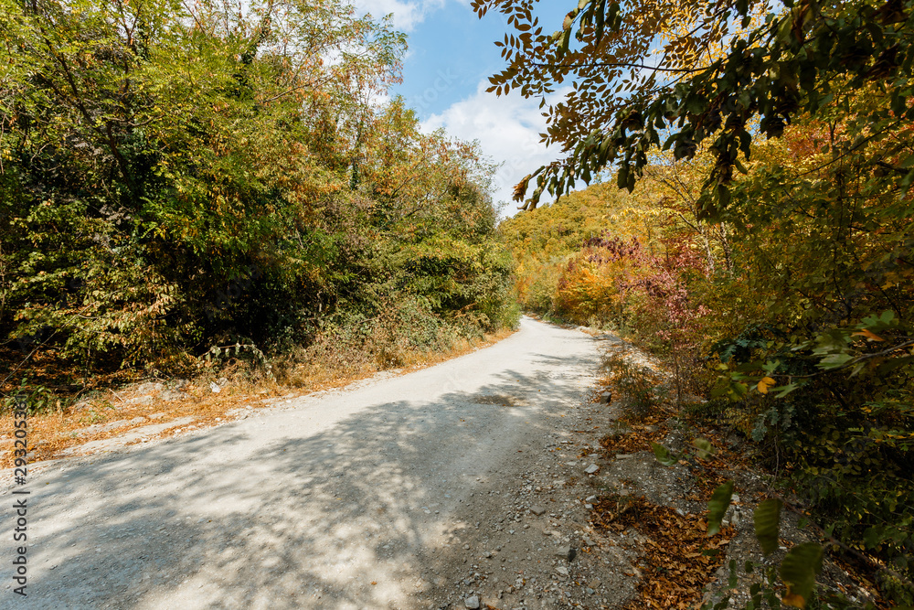 Autumn forest scenery with road of fall leaves, warm light illumining the gold foliage. Footpath in scene autumn forest nature. Vivid october day in colorful forest, maple autumn trees road fall way Autumn forest scenery with road of fall leaves, warm light illumining the gold foliage. Footpath in scene autumn forest nature. Vivid october day in colorful forest, maple autumn trees road fall way