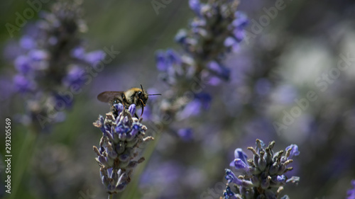Pszczo  a zbiera nektar z kwiatu lawendy