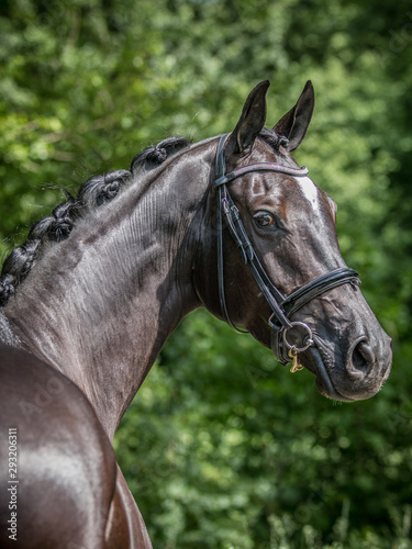 Portrait of a friendly looking Dutch warmblood dressage horse looking to over his shoulder  glamour shot.