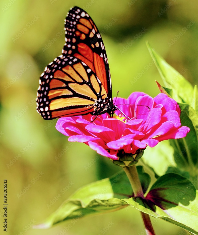Obraz premium Monarch Butterfly on a Flower