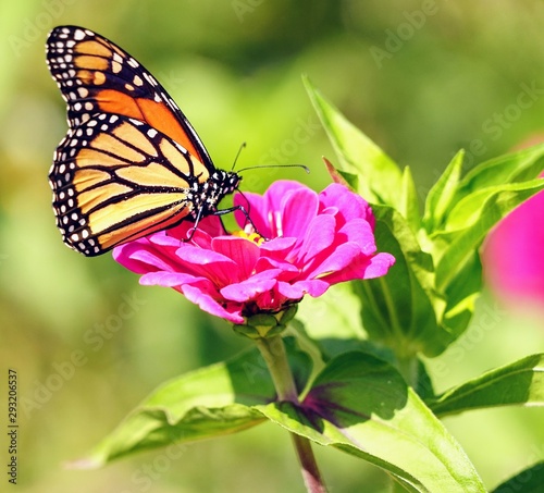 Monarch Butterfly on a Flower © Michael