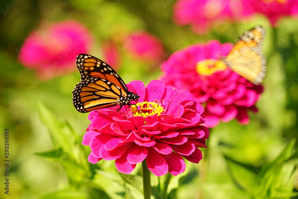 Naklejka premium Monarch Butterfly on a Flower
