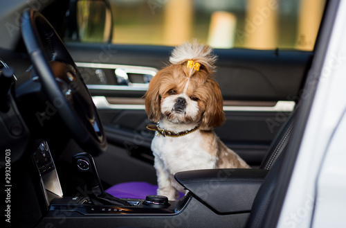 Shih tzu dog travels by car. A dog is sitting in a car seat. © viclin