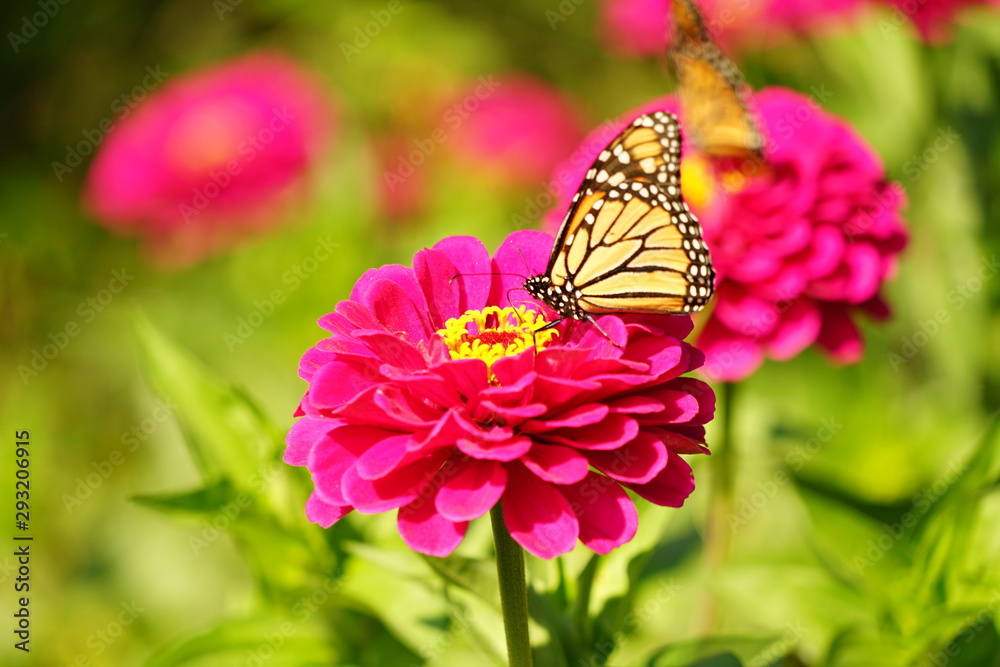Monarch Butterfly on a Flower