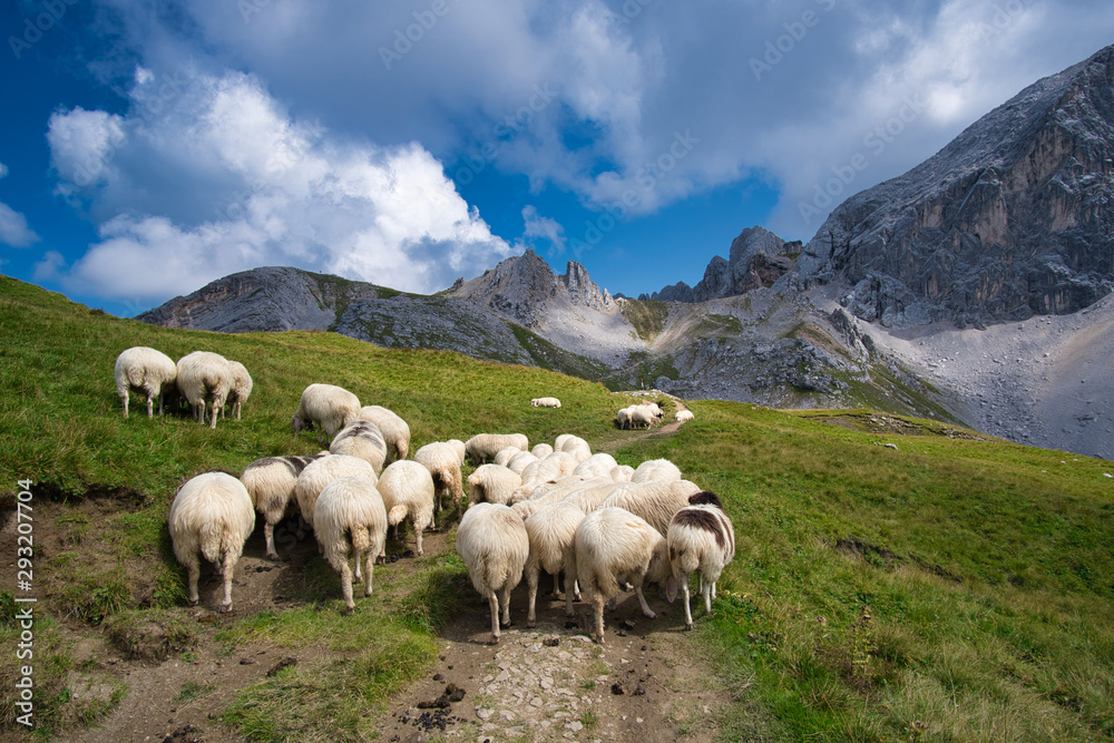 Schafe beim Wandern