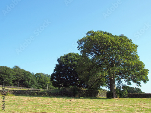 a tall old tree in the corner of a meadow surrounded by stone walls in sunlit summer countryside