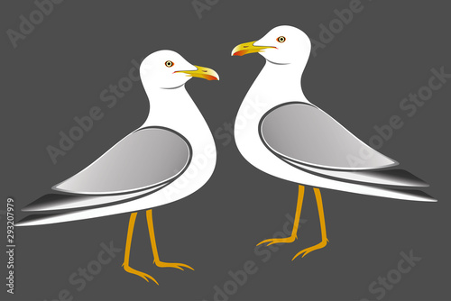 Seagulls