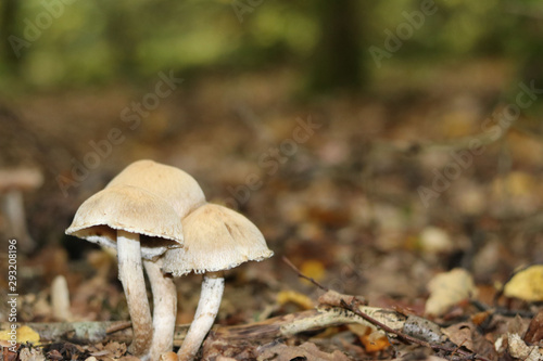 Toadstool mushrooms macro shooting beautifully