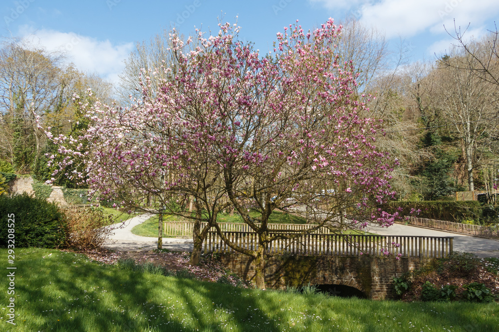 Naklejka premium Magnolia tree with pink flowers and bridge in a park during spring
