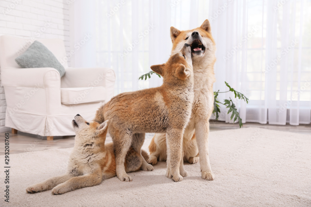 Adorable Akita Inu dog and puppies in living room