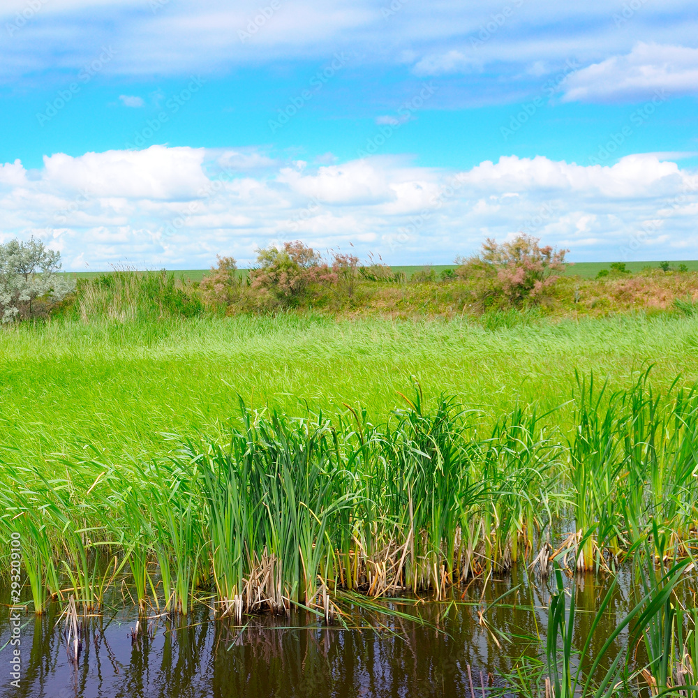 Obraz premium Wet lake with aquatic vegetation and sky.