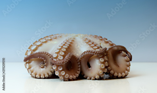 Octopus Seafood fish animal tentacle