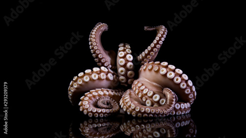 Fotografiet Octopus Seafood fish animal tentacle