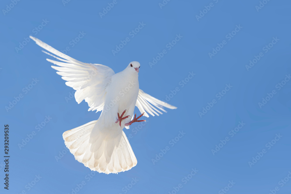 white dove flapping wings flying against a blue sky